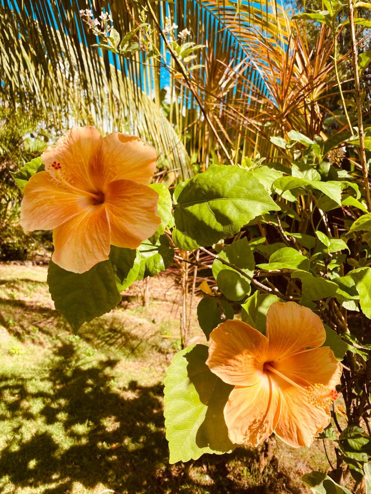 Miki'S Guest House Siquijor Luaran gambar
